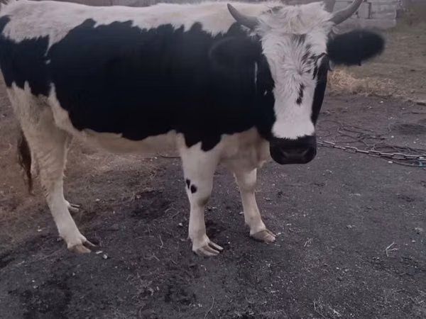 İnək, Russian Black pied cattle