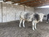 Bou, Belgian Blue — foto 1