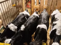 Toro, Raza Holstein — foto 1