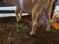 Goat, Saanen goat — photo 4