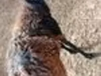 كبش, الأغنام — الصورة 6