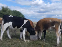 Toro, Russian Black pied cattle — foto 3
