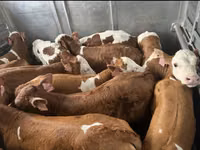 Touro, Simmental cattle — foto 3