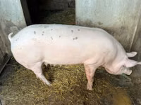 Scroafă, Porci — foto 2