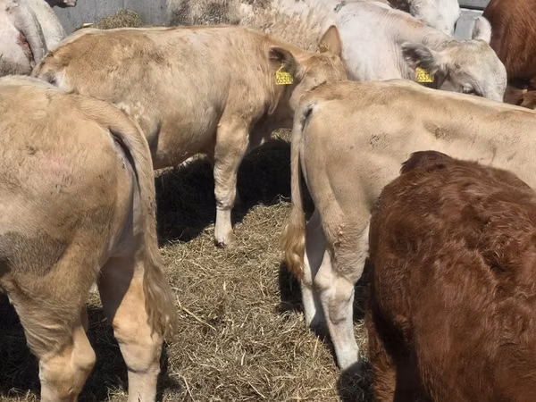 Toro, Vaca Limousin