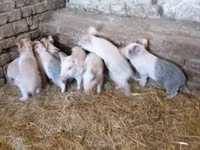 Porci (lot, sex nespecificat) — foto 1