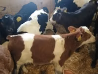 Rinder (Partie, Geschlecht nicht angegeben), Russian Black pied cattle — Foto 2