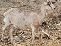 बकरी, Nubian Goat — फ़ोटो 2