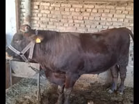 ثور, Red Estonian cattle — الصورة 1
