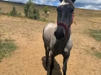 公马, Horses — 照片 3