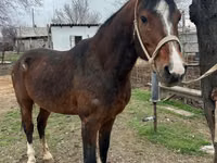 At, Arabian horse — foto 1