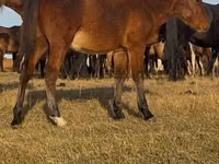 At, Mugalzhar horse — foto 5