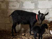 Cabra, Cabras — foto 4