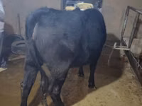 公牛, Aberdeen-Angus — 照片 4