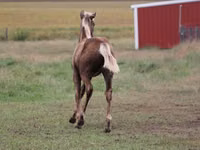 Aygʻir, Black Sea breed — 2-rasm