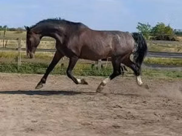 घोड़ा, Dutch warmblood horse