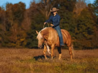 公马, Quarter Horse — 照片 2