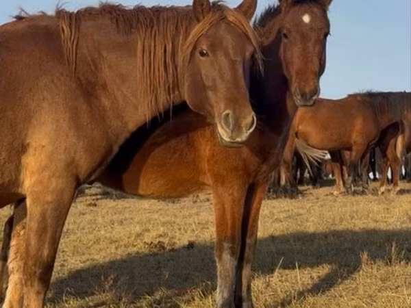 At, Mugalzhar horse