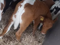 公牛, Cattle — 照片 4