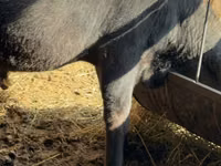 Buqa, Aberdin – Angus — 7-rasm