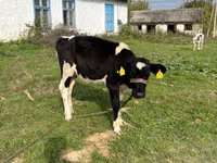 Kuh, Russian Black pied cattle — Foto 5