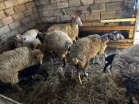 Bélier, Moutons — photo 4
