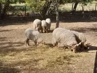 نعجة, Racka sheep — الصورة 3