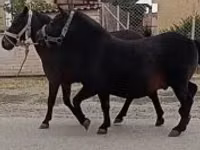 公马, Horses — 照片 1