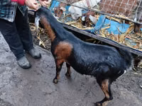 Cabro, Nubian Goat — foto 5