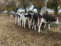 Bou, Russian Black pied cattle — foto 2