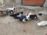 Ducks — फ़ोटो 7
