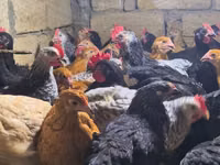 Chickens — Foto 3