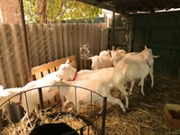 Capre (lot, sex nespecificat), Pomellata goat — foto 2