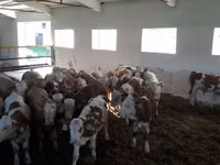 Taureau, Simmental cattle — photo 3