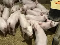 Porcs (lot, sexe non indiqué) — photo 4