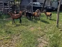 Berbec, Cameroon sheep — foto 8