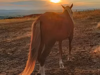 Mare, Horses — photo 2