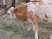 Bull, Simmental cattle — photo 4
