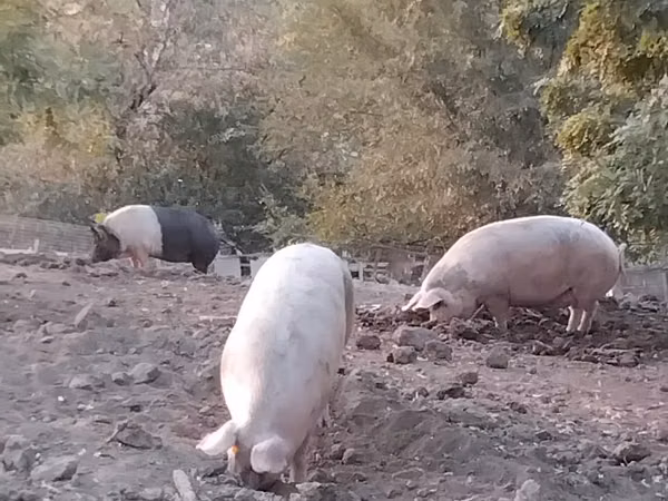 Scroafă, Porci