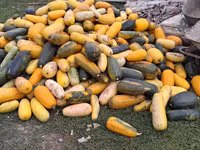 Продаю тыкву для животных — Foto 1