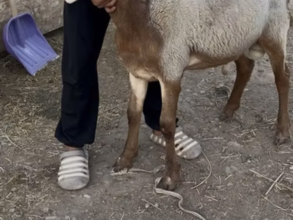 मेढ़ा, Rhon sheep
