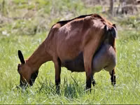 Capră, Alpine goat — foto 4