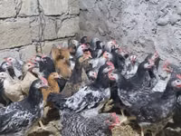 Chickens — photo 3