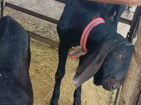 Țap, Kamori goats — Republica Moldova