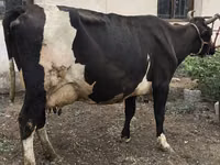 Vaca, Russian Black pied cattle — foto 8