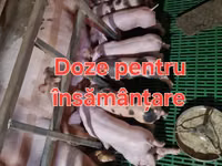 خنزير ذكر, الخنازير — الصورة 1
