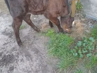 بقرة, Simmental cattle — الصورة 3