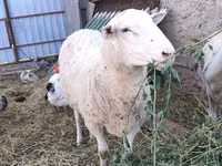 كبش, Romanov sheep — الصورة 2