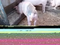 公猪 — 照片 1