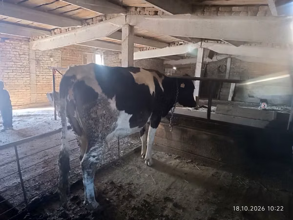 Kuh, Holstein-Rasse